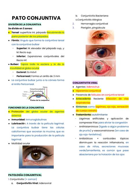 3 2 Pato Conjuntiva Córnea y Esclera PATO CONJUNTIVA DIVISIN DE LA