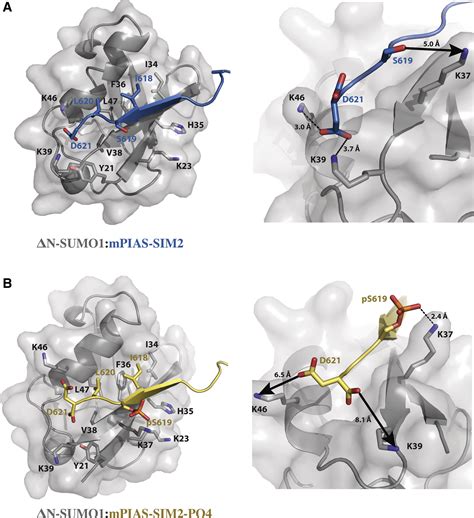 Characterization Of A C Terminal Sumo Interacting Motif Present In