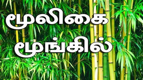 Bamboo Tree Benefits In Tamil Moongil Youtube