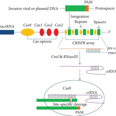 Crispr Cas9 Mediated Bacterial Adaptive Immunity A Typical Type Ii Download Scientific Diagram