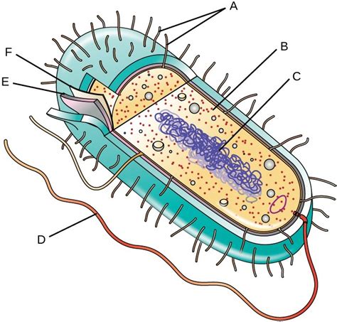 Biology Unit 1 Test Diagram Quizlet