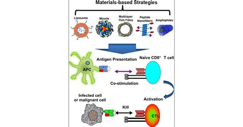 Biomaterials Based Vaccination Strategies For The Induction Of Cd T