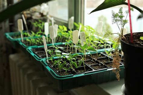 How to Start Plant Seeds Indoors - Owenhouse Ace Hardware