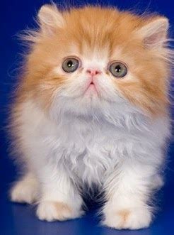 Ultimate Cat: Facts About Teacup Cats