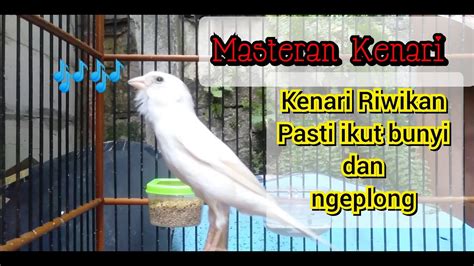 Kenari Gacor Ngeroll Isian Masteran Pancingan Kenari Riwikan