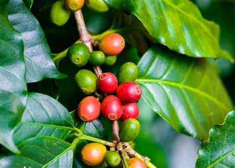 Granos De Café En El árbol Foto Premium