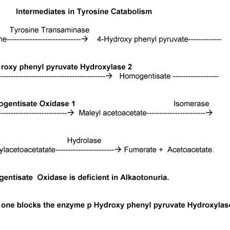 Intermediates in Tyrosine metabolism is shown | Download Scientific Diagram