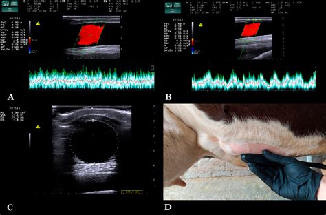 Figure 1 From Udder Ultrasonography Of Dairy Cows Investigating The