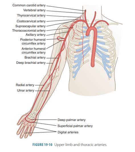 Branches Of Subclavian Artery