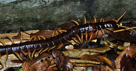 The 8 Scariest Centipedes Crawling Around The Earth Right Now