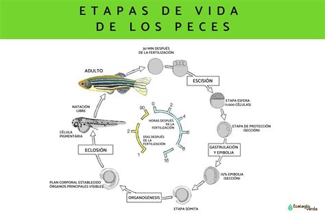 Como Es La Vida De Los Peces En Su Habitat