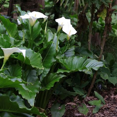 Calla Ou Zantedeschia Aethiopica L Arum Blanc Parfum Des Jardins Anciens