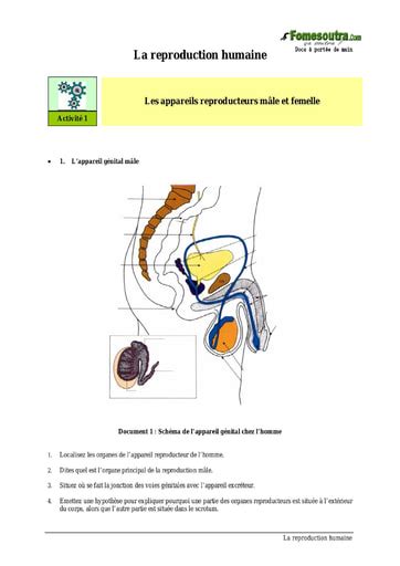 Reproduction Humaine