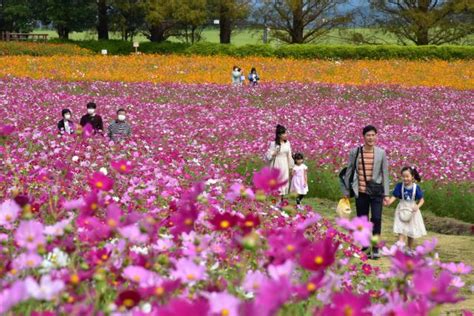 秋風にコスモスゆらり 生駒高原100万本見頃47news（よんななニュース）：47都道府県52参加新聞社と共同通信のニュース・情報・速報を