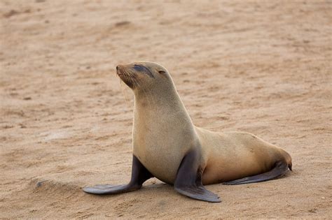 Cape Cross Namibia Cape Fur Seal Arctocephalus Pusillus Pusillus