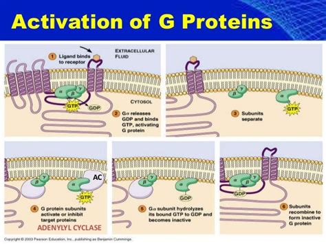 Activation Of Adenylate Cyclase : Mechanisms of BAT activation ...