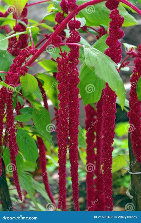 Amaranth Plant Royalty Free Stock Image - Image: 21693406