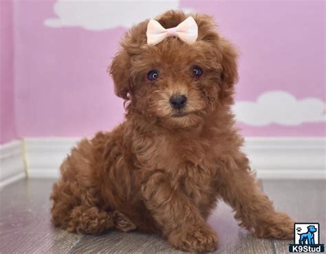 Maltipoo Puppies for Sale - Playful and Loving Companions | K9Stud