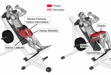 Hack Squat Muscoli Coinvolti Esecuzione E Varianti Gabriella Vico