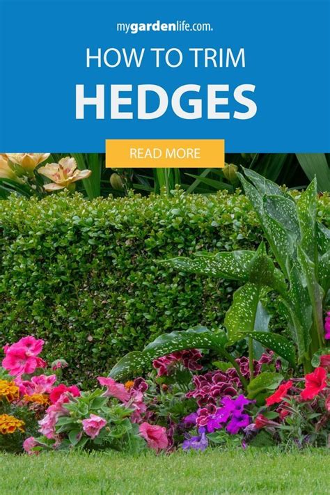 How To Trim Hedges A Guide To Perfectly Pruned Hedges Mygardenlife