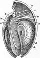 Category:Brachiopoda anatomy - Wikimedia Commons