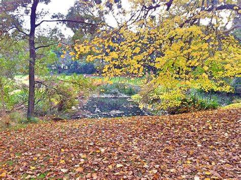 Melbourne Botanical Gardens 2015 | Botanical gardens, Plants, Outdoor