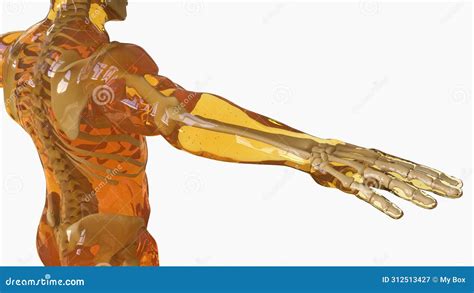 Human Female Muscle Anatomy For Medical Concept 3d Rendering Stock Illustration Illustration