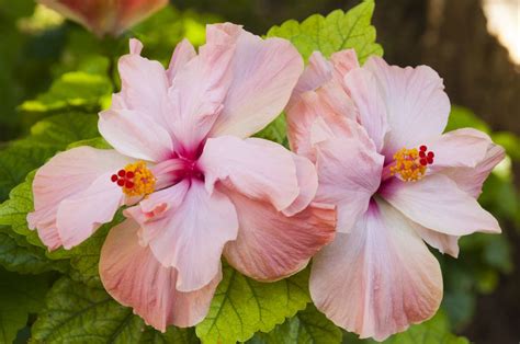 How To Propagate Hibiscus For Fresh Beautiful Flowers