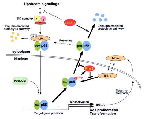 Regulation Of Nf κb Signaling By Pin1 Dependent Prolyl Isomerization