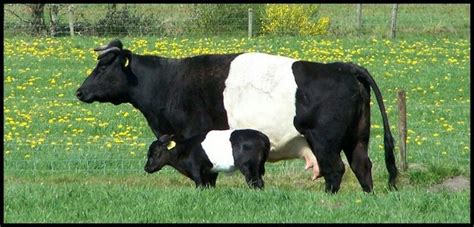 25 best Dutch Belted Cows images on Pinterest | Cows, Dairy cattle and ...