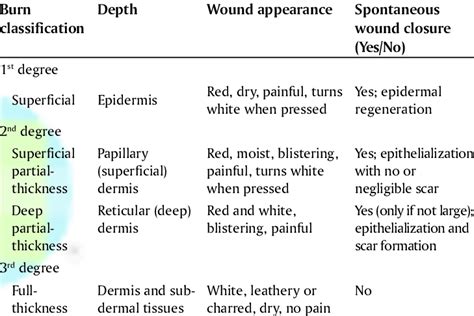 Burn Classification And Healing Response Download Scientific Diagram