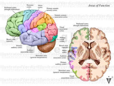 Lobes Of Brain Axial