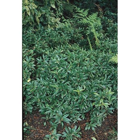 White Fragrant Sarcococca Flowering Shrub In 258 Gallon S Pot At