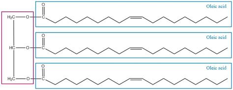 Draw The Structure Of A Triacylglycerol Whose Components Are Quizlet