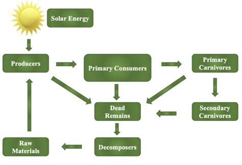 Terrestrial Ecosystem: An Overview - Sigma Earth