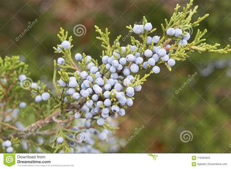 Juniper Juniperus Communis Branch Bearing Berries Stock Photo - Image of though, nature: 116464942