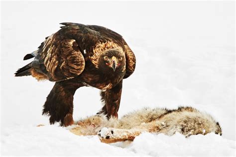 Golden Eagle Audubon Field Guide