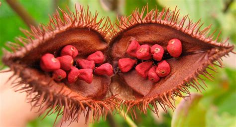 El Achiote El Colorante Amarillo Natural Para Alimentos