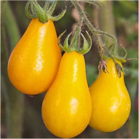 Yellow Pear Tomato Seeds (Solanum lycopersicum) – Seed Needs LLC