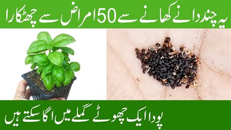 How To Grow Basil Plant Tulsi Benfits Niazbo And Rehan Plant Tukh