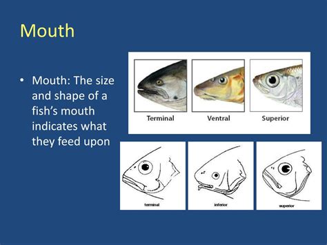 Ppt Fish Anatomy And Taxonomy Powerpoint Presentation Free Download