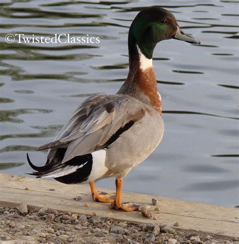 Mallard Northern Pintail Hybrid Mallard Northernpintail Drake