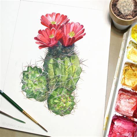 Here Another Small Cactus Painting Echinocereus Triglochidiatus You