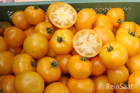 Bio Saatgut Tomate Yellow Donut Tomatenzauber De Onlineshop