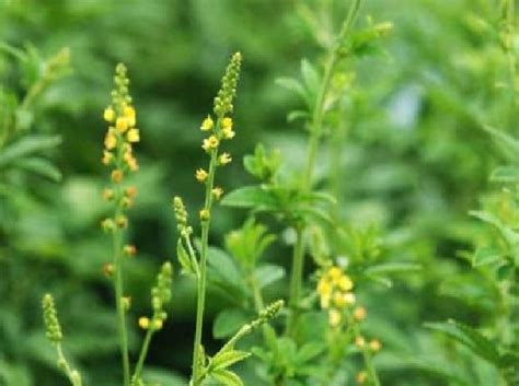 農村這種野草冬季開花，藥用食用價值都高，識貨的人總會帶它回家 每日頭條