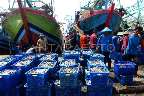 Tangkapan Ikan Melimpah Antara Foto