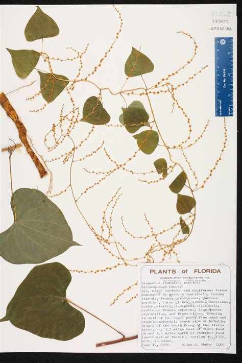 Dioscorea Floridana Species Page Isb Atlas Of Florida Plants