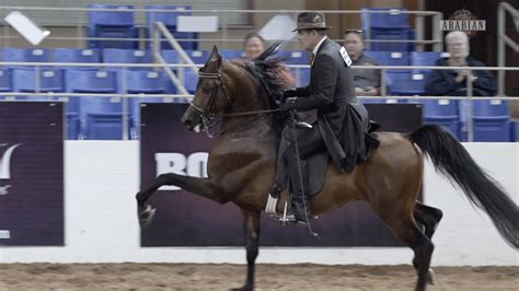 SCOTTSDALE - ARABIAN HORSE SHOW 2023 - Arabian Insider