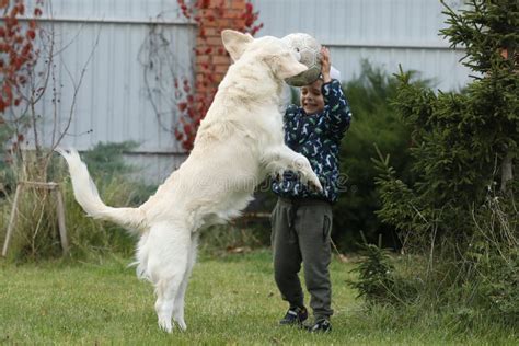 Child Playing with Dog Outdoor. Playing Golden Retriever Dog with Baby ...