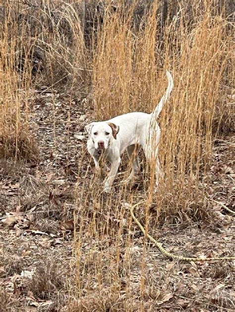 Lightly Started Pointer Female